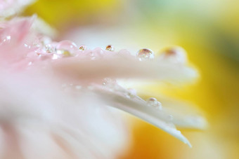 非洲菊花雨滴