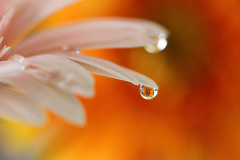 非洲菊花雨滴