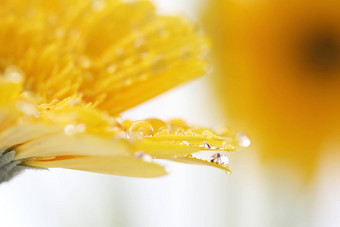 非洲菊花雨滴