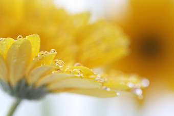 非洲菊花雨滴