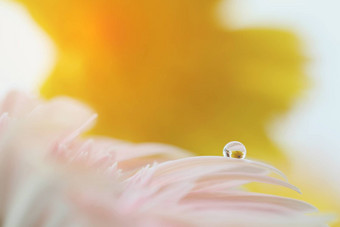 非洲菊花雨滴