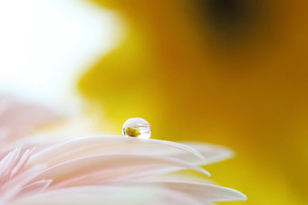 非洲菊花雨滴