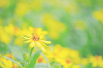 特写镜头黄色的花