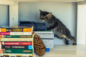 灰色的条纹小猫嗅探书架子上冷杉锥