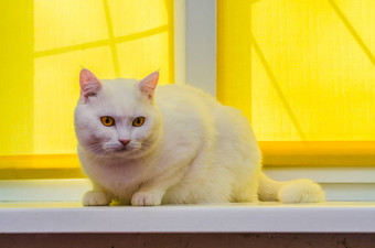 美丽的白色首页猫坐在窗台上前面黄色的窗帘