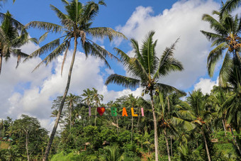 色彩斑斓的标志爱大米字段梯田背景岛巴厘岛印尼tegallalang乌布巴厘岛标志色彩斑斓的信冠椰子手掌