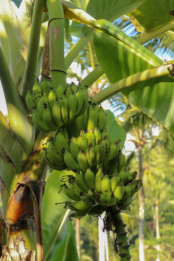 香蕉树香蕉准备好了收获甜蜜的水果典型的热带地区群绿色香蕉树花园热带香蕉叶纹理群成熟热带水果