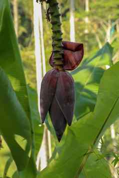 年轻的香蕉开花香蕉花泪滴形紫色的花结束香蕉水果集群香蕉树被称为香蕉心热带香蕉叶纹理