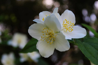美丽的白色花花瓣黑暗背景山梅花冠状动脉甜蜜的山梅花英语山茱萸