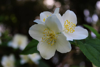 美丽的白色花花瓣黑暗背景山<strong>梅花</strong>冠状动脉甜蜜的山<strong>梅花</strong>英语山茱萸