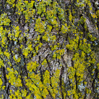 树真菌黄色的模具树树皮纹理