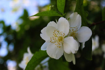 神奇的白色花绿色背景山<strong>梅花</strong>冠状动脉甜蜜的山<strong>梅花</strong>英语山茱萸