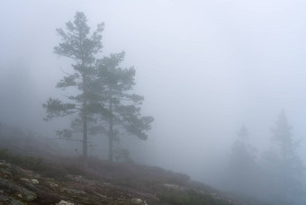 厚雾了斯堪的那维亚山松树森林夏天一天重雾山北瑞典