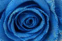 蓝色的玫瑰空气泡沫特写镜头edgeless视图