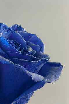 蓝色的玫瑰空气泡沫特写镜头灰色的背景