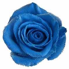 蓝色的玫瑰空气泡沫特写镜头孤立的白色背景