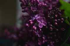花束紫丁香关闭美丽的紫罗兰色的花问候卡春天花