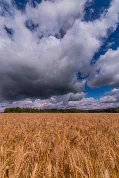 黄色的大麦场白天直接阳光绿色森林天空风暴云背景
