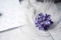 淡紫色紫罗兰色的花白色鸵鸟羽毛淡紫色运气花花瓣四角花明亮的粉红色的淡紫色紫丁香魔法淡紫色花花瓣模拟