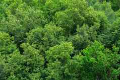 前夏天绿色林登森林固体树叶模式背景
