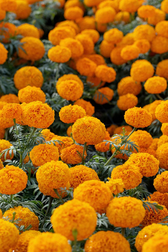 美丽的黄色的橙色花