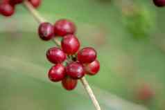 新鲜的Arabica咖啡豆子成熟树北泰国