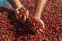 新鲜的Arabica红色的咖啡豆子浆果手干燥为什么