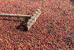 新鲜的Arabica红色的咖啡豆子浆果干燥过程