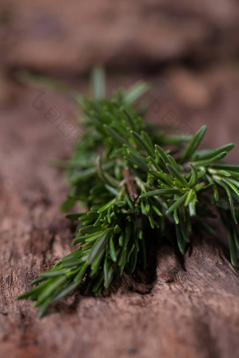 迷迭香草本植物药用草本植物有机疗愈草本植物新鲜的