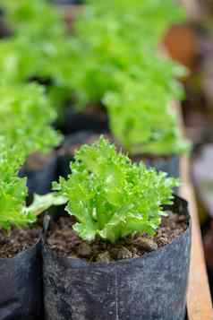 新鲜的绿色生菜叶子沙拉蔬菜有机食物