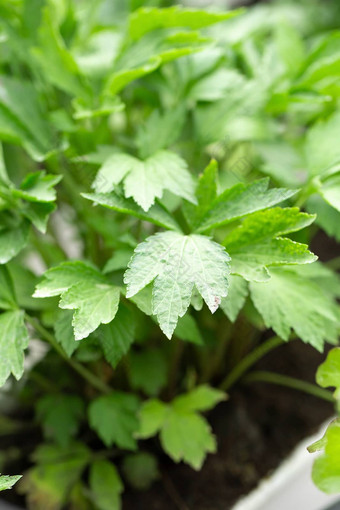 新鲜的绿色叶子纹理<strong>艾蒿</strong>植物