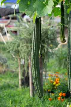 丝瓜葫芦植物花园丝瓜圆柱体