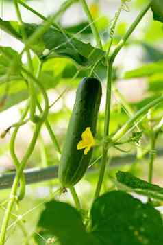 绿色黄瓜日益增长的场蔬菜花园