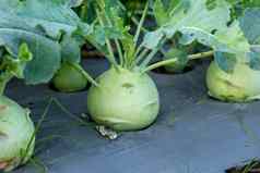 大头菜卷心菜萝卜植物日益增长的花园