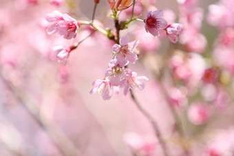 樱桃<strong>花朵</strong>樱花花关闭