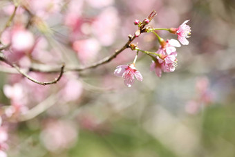 樱桃花朵樱花花关闭