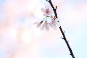 樱桃<strong>花朵</strong>樱花花关闭