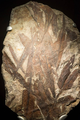 化石鱼嵌入式石头真正的古老的石化壳牌