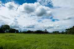 蓝色的天空大米植物绿色字段大米字段多雨的季节景观背景