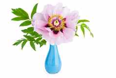牡丹suffruticosa花蓝色的陶瓷花瓶