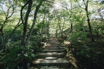 日本花园人<strong>行道树</strong>叶子电影古董风格