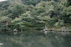日本Zen石头花园湖锦 鲤鱼绿色枫木阅读