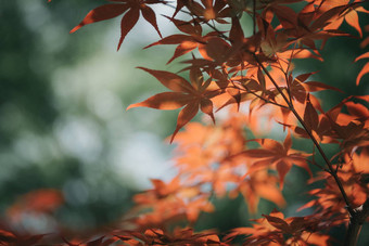 日本红色的枫树树叶电影风格