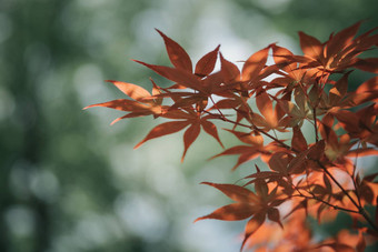 日本红色的枫树树叶电影风格