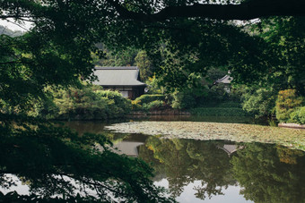 日本寺庙日本枫树树河