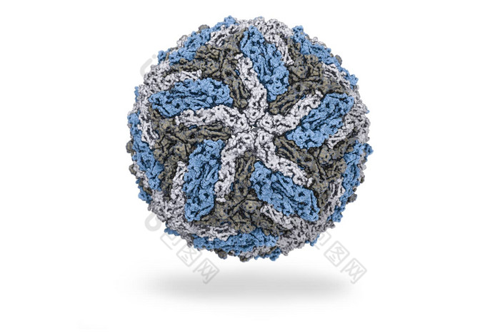 登革热病毒数字图像结构