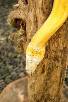 成人个人蛇阻气门干分支关闭黄色的蛇好包装树分支周围的好奇的python白化特写镜头头爬行动物巴厘岛印尼