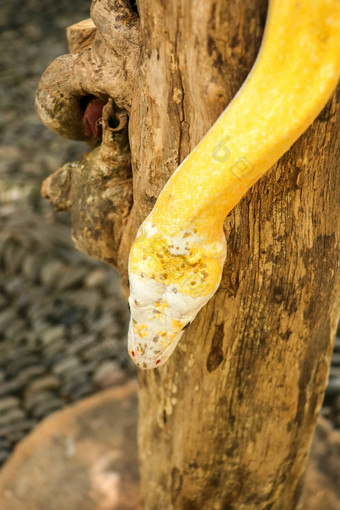 成人个人蛇阻气门干分支关闭<strong>黄</strong>色的蛇好<strong>包</strong>装树分支周围的好奇的python白化特写镜头头爬行动物巴厘岛印尼