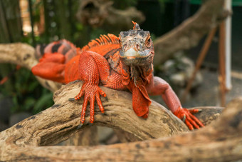 美丽的红色的鬣蜥木动物特写镜头橙色彩色的鬣蜥坐在浮木相机亚种红色的变形害羞的动物红色的鬣蜥栖息干分支