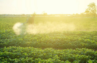 农民处理土豆种植园喷雾器保护昆虫害虫真菌疾病植物救援农业农业综合企业农业行业减少作物威胁